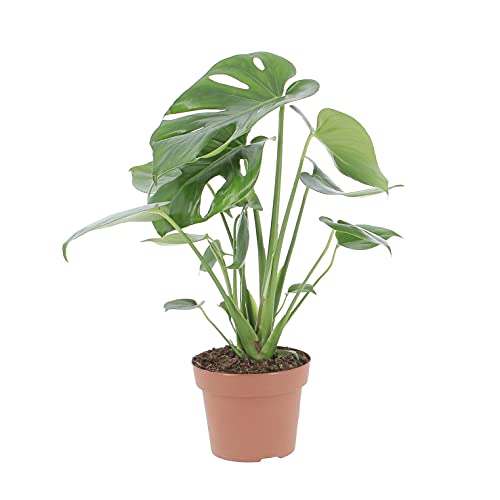 KENTIS - Monstera Deliciosa Pianta Vera da Interno - Piante...