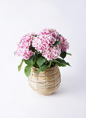 一点物【母の日鉢物】お花を長く楽しみたいお母さんへ♡ 鉢セット 【母の日ギフト】鉢花アジサイ 5号ハワイアンファーストレディバスケット