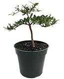 pre bonsai material Samen mit hoher Keimrate FERRY Bio-Saatgut Nicht nur Pflanzen: Pre Bonsai Bucida 4\