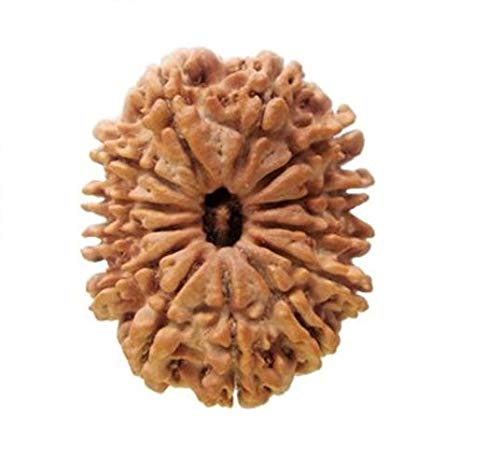 Rudraksha Mukhi Népal authentique lot 13 graines naturelles de 20-22 mm