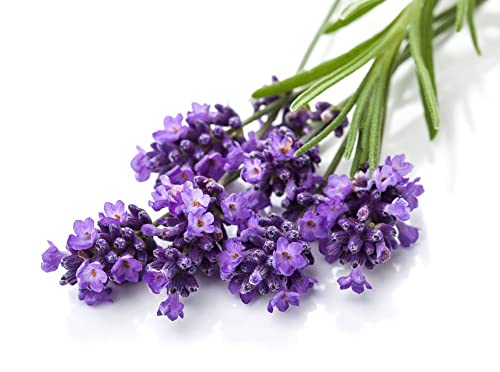 Sweet Body Lavender Soft & Fresh Women’s Body Mist, Fine Fragranced Body Perfume Misting Spray, Sensual Light Scent Fragrance, Hair & Body Spritz Essential Oils 4Oz. (Lavender) Pack Of 1 #TOP4