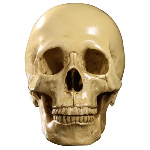 JIUQING skull decoration halloween crane en resine interieur maison de décoration Beige Cover