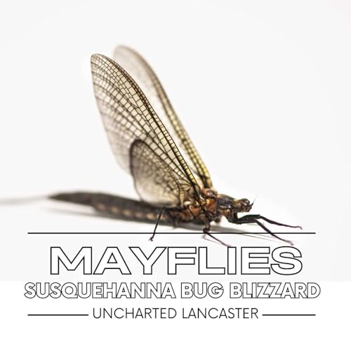 Mayflies: Susquehanna Bug Blizzard