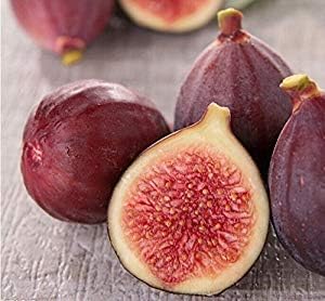100pcs Fig Seeds Fig Tree Seeds Edible Fig Plant Fig Tropical Seeds Rare Fruit Seed Home Planting