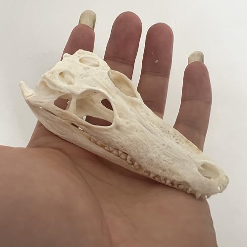 Real Crocodile Skull Specimen, Natural Bone Collection, Educational Display Piece (8-15 cm/3.15-5.91 inches)