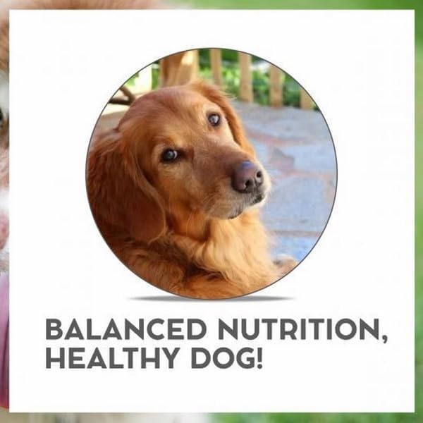 Image of Vet Prō Renal Dog Food 3kg Pack of 2 | Low-Phosphorus Formula | Supports Kidney Health & Urinary Care Protein & Omega-3 for Dogs with Renal Issues | Complete & Balanced Diet