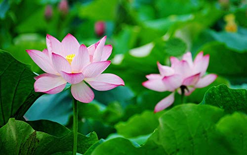 Liveseeds - Mini Minium Bonsai Lotus/Fiore di