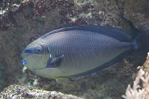 Home Comforts Triggerfish Aquarium Poster 20x30