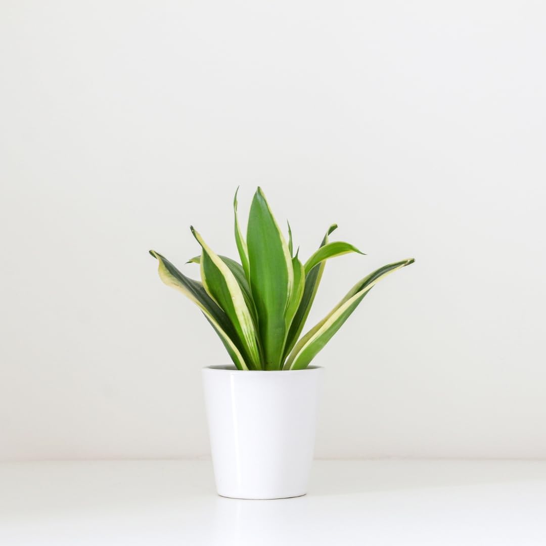 Amulya FARMS & NURSERY Air Purifying Live Snake Plant | Indoor Live Plants for Living Room, Kitchen & Desk Decor | Gift for Men, Women and House Warming | Small Size - Black Pot Included (B0CZ9NL38N) Amazon Price History, Amazon Price Tracker