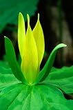 Live Plant - 5 Yellow Trillium