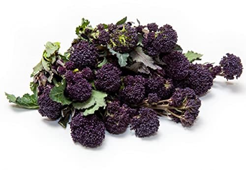 Broccoli Plants, Sprouting Broccoli 'Cardinal', 12 x Plug Plant Pack, Vegetable Plants, Garden Vegetables, Garden Ready and Ready to Plant, Premium Quality Vegetables