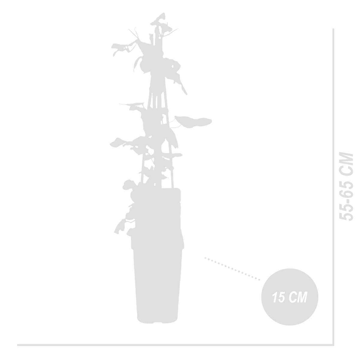 Bloomique - Set di 2 - Clematis ‘Ville de Lyon’ - Clematide - Rosa scuro - Rampicante - Resistente al freddo - Alte 50-70 cm - Vaso 15 cm