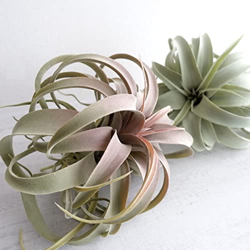 Amazon｜観葉植物 キセログラフィカ 造花 フェイクグリーン M エア