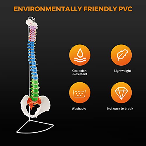 BEAMNOVA Flexible Anatomy Spine Model 85cm/33.46in Bendable with Holder Stand Colored Vertebrae Lumbar Spine Model with Nerves for Chiropractors Life Size Multicolored by BEAMNOVA - Image 3