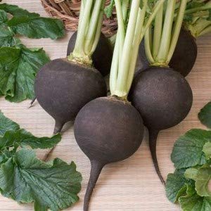 Golden Hills Farm® (AVG 500-1000) seeds BLACK RADISH SEEDS (B0861DHVXW) Amazon Price History, Amazon Price Tracker