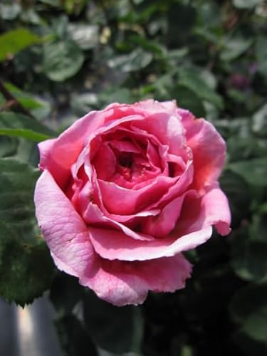 Rosa Princess Alexandra of Kent ® - Englische Rose Alexandra of Kent ® - Austin Rosen Duft++++