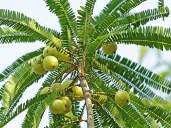 Amla Plant Live Plant Phyllanthus emblica, Emblic myrobalan, Myrobalan, Indian Gooseberry, Malacca Plant (B0B5NBS6SR) Amazon Price History, Amazon Price Tracker