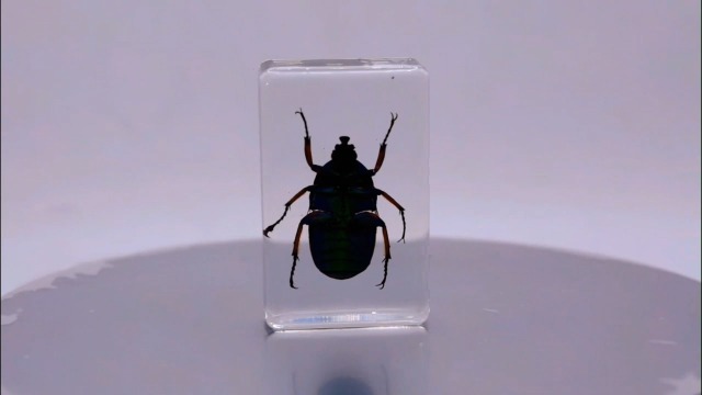 Image of 44mm Real Unicorn Green Rose Chafer Beetle in Crystal Clear Lucite Resin Specimen St. Patrick's Day Color Preserved Trigonophorus Insect Bug Taxidermy Collection Biology Science Education Desk Display
