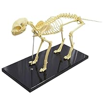 PVC Feline Skeleton Anatomical Model, Cat Bone Model with Base, Animal Medicine Teaching Aids, for Pet Hospitals, Schools, Personal Collections, etc