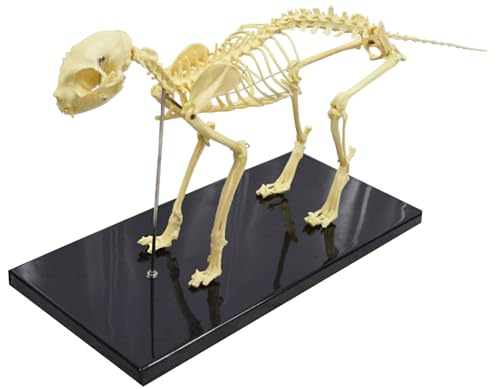 BEILOCKERY PVC Feline Skeleton Anatomical Model, Cat Bone Model with Base, Animal Medicine Teaching Aids, for Pet Hospitals, Schools, Personal Collections, etc