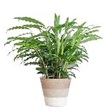 Plantenboetiek.nl