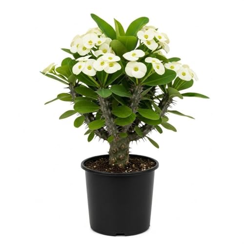Crown of Thorns Live Plants 4 to 10 Inches Tall,