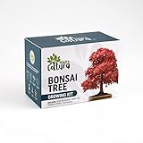 🔥 KIT BONSAI - En el kit de plantación encontrarás valiosas semillas para plantaar de 4 preciosas variedades de Bonsai con un alto indice de germinacion; 4 variedades de especias: Acer palmatum, Judas tree, Norway spruce y Jacaranda