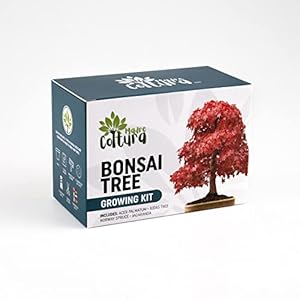 MadreColtura Doe-het-zelfkweeksets Bonsai | Kweekset inclusief 4 soorten bonsai-zaden | Zaadcadeau voor boom planten…