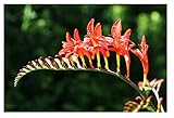 Oliwier's Bulbs 10x Crocosmia Red King Summer Flowering Bulbs Spring Planting Montbretia Hardy Garden Perenial Flowers