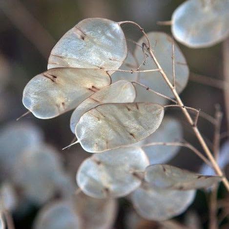TomorrowSeeds - Money Plant (Lunaria) Seeds - 50+ Count - for 2026 Planting Non-GMO Heirloom Lunaria Honesty Silver Dollar Perennial Wildflower Garden Flower Dried Bouquet House Plant Live