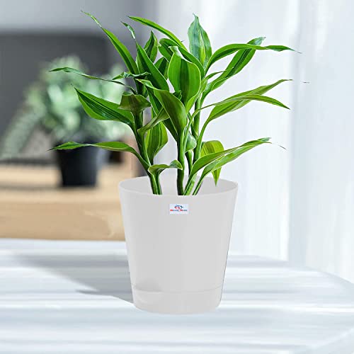 Image of Heart Home Plastic Titan Pot|Garden Container for Plants & Flowers|Self-Watering Pot with Drainage Holes,6 Inch,Pack of 2 (White)