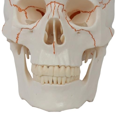Matériel d'anatomie médicale et décor cimetière extérieur