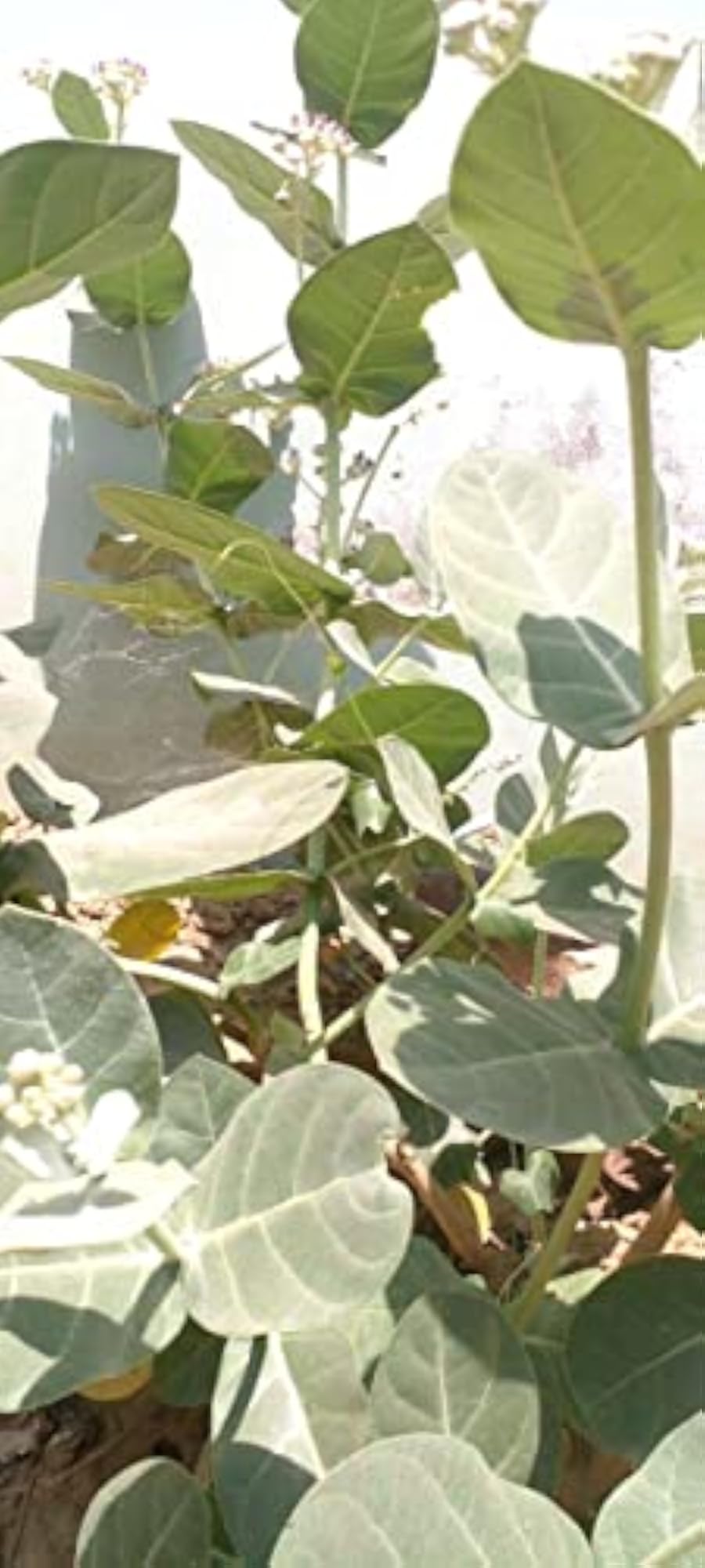 Organic Madar Leaves - Pure & Natural