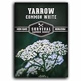 Yarrow Seeds for Planting - White Common Heirloom Medicinal Herb Seeds for Dye & Pollinator Gardens, Easy to Grow Perennial Flowers - Survival Garden Seeds (1 Pack)