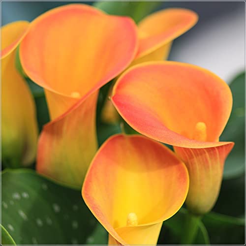 Decorazione Soggiorno Hardy Calla Lilies-8 Lampadine