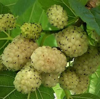 Honeysweet White Mulberry