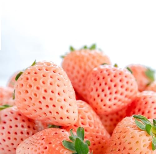 ピンクいちご 大粒 250g(8〜12粒)×4パック[2025年12月上旬発送開始](茨城県共通品:大子町) いちご 苺 果物 フルーツ 果実