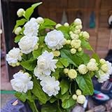 2 Jasmine Plants Live, Jasmine Flower Plant, 5 Inc Long, Annual Blooming Climbing Vine (Grand Duke)