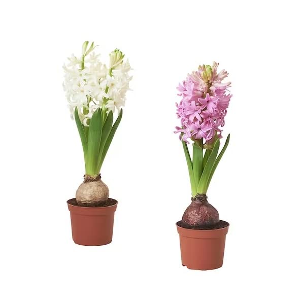 Hyacinthus Orientalis Kit de 2 Plantas Naturales Bulbos de Jacinto