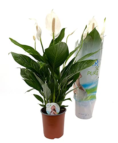 Spathiphyllum Bellini DECOALIVE Planta de Interior Natural para Decorar el Hogar Lirio de la Paz o Espatifilo