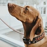 HUNTER EL Paso Hundehalsband mit robustem, geschmeidigem Rindsleder, handgeflochten Farbe Dunkelbraun/schwarz, Größe L