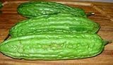 Chinese Bitter Melon Green Skin Seeds (Foo GWA) by Stonysoil Seed Company