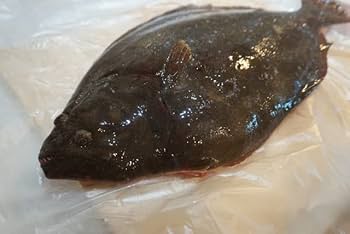 Amazon.co.jp: ヒラメ 鮃 0.8-1.2kg 原体サイズ 刺身 煮魚 焼魚