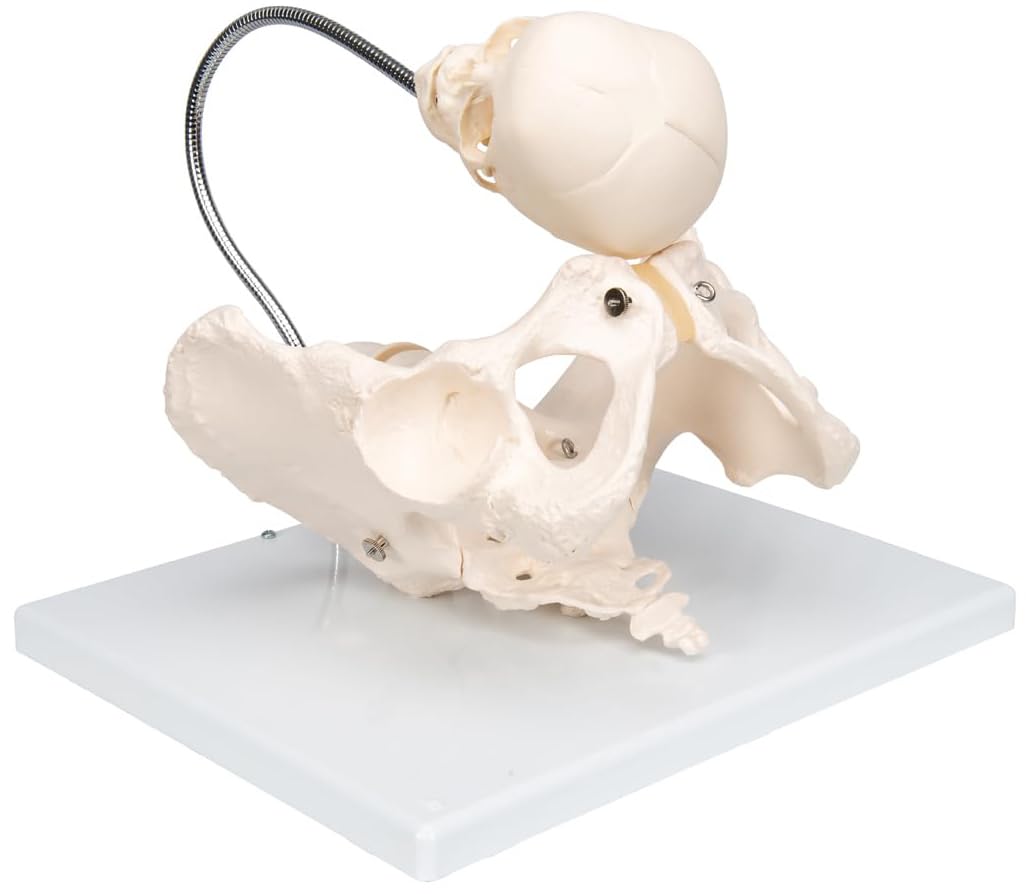MYASKRO ✮ Birth Demonstration Model ✮ Premium Model ✮ Medical Grade Quality ✮ 5 Years Warranty (B08VGN2M7P) Amazon Price History, Amazon Price Tracker