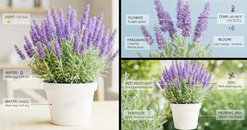 Image of Lavender Live Plant (Without Pot) | Purple Flowering Aromatic Herb | Indoor Outdoor Home Garden Balcony Terrace Plant | Fragrant Ornamental Easy Care Plant