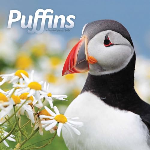 Carousel Calendars, Puffins 2026 Wall Calendar, 12'' X 12'', 16-Month Calendar with Stapled Binding