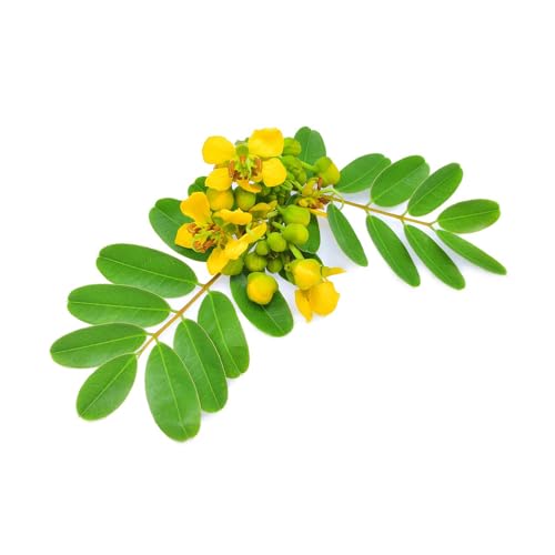AMK Jardinagem e Paisagismo, Muda de Sene 20 a 40cm AMK - Plantas Online