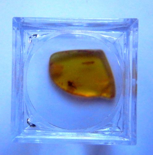 AMBER INCLUSIVE FOSSIL INSECTS BALTIC SEA ONE Magnifying Box Gift Collection Cover