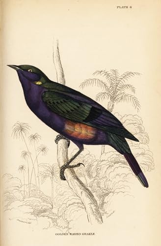 Affiche Toile Splendid Glossy Starling par William Home Lizars Art Portrait 60x90cm