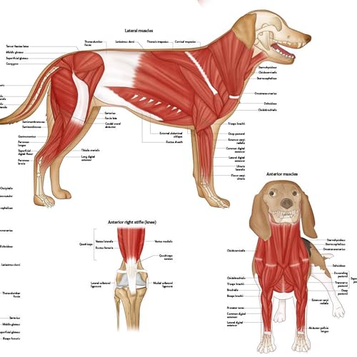 Image of Anatomy Lab Canine Muscular Anatomy Poster, LAMINATED, Veterinary Anatomy and Physiology, 17.3 x 22.5 Inches, Dog Muscular System Diagram, Animal Anatomical Chart for Education Learning and Students